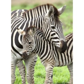 Puzzle Zebre, 300 Piese Ravensburger - 1